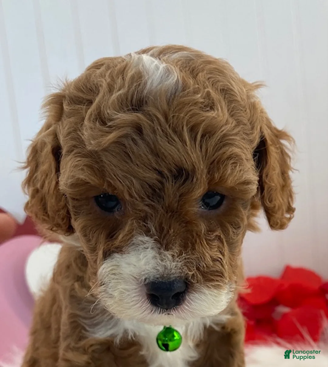 Cavapoo dogs for sale: Dawson - Ad 4