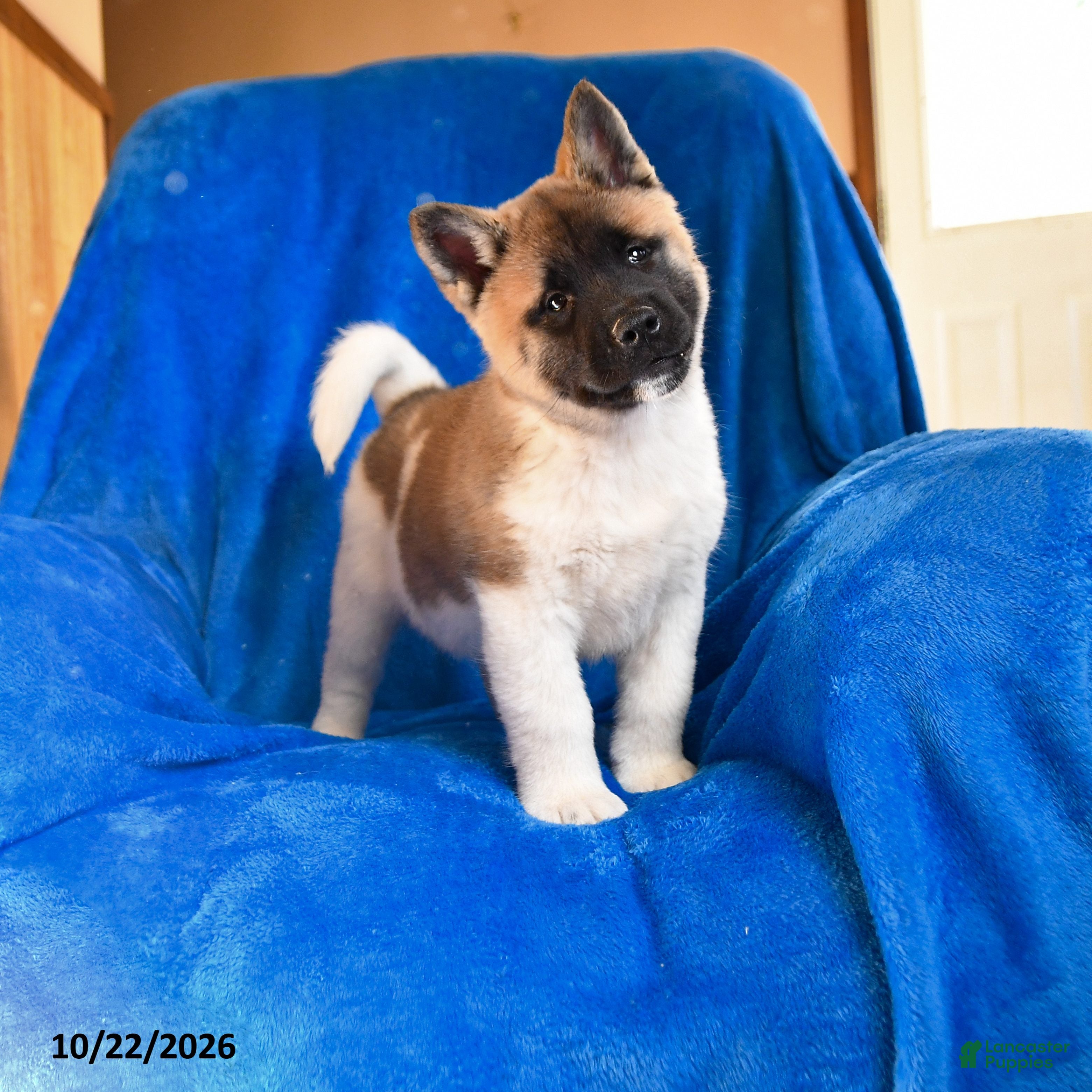 Akita dogs for sale: Lilly - Ad 1