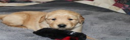 Golden Retriever dogs for sale: Forrest - Ad 4