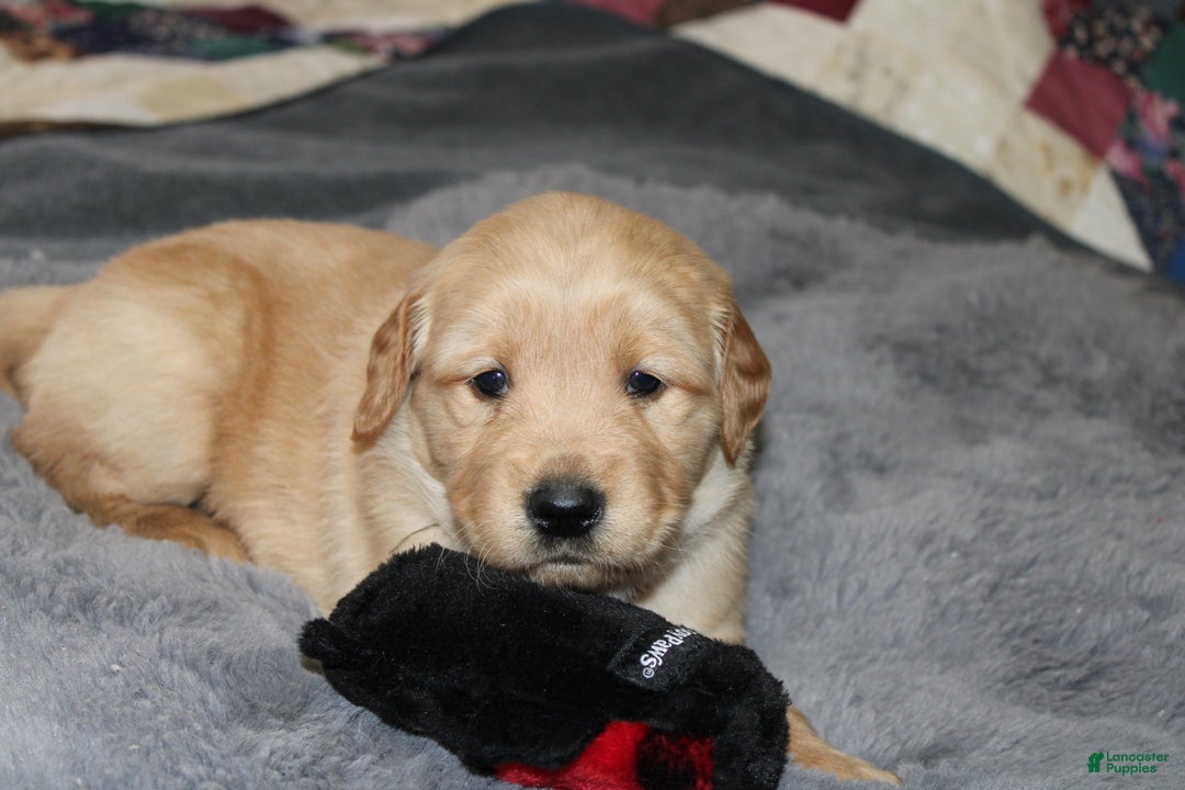 Golden Retriever dogs for sale: Forrest - Ad 4