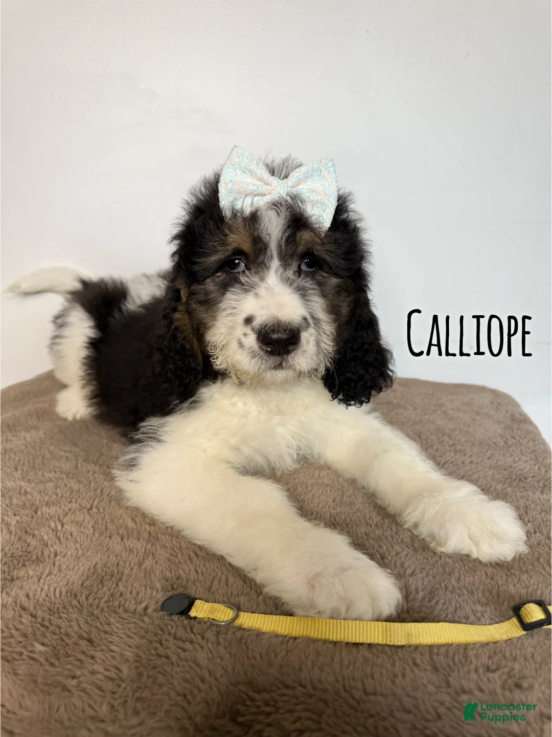 Saint Berdoodles dogs for sale: Calliope - Standard F1b - Ad 1