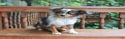 Toy Australian Shepherd dogs for sale: Jack  - Ad 6