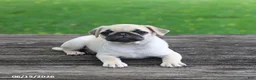 Pug dogs for sale: Lucy - Ad 8