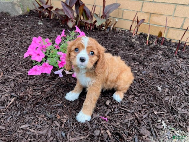 Cavalier King Charles Spaniel dogs for sale: Billy - Ad 1