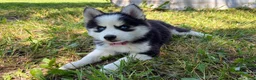 Pomsky dogs for sale: Poppy - Ad 6