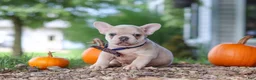 French Bulldog dogs for sale: Emmett  - Ad 6