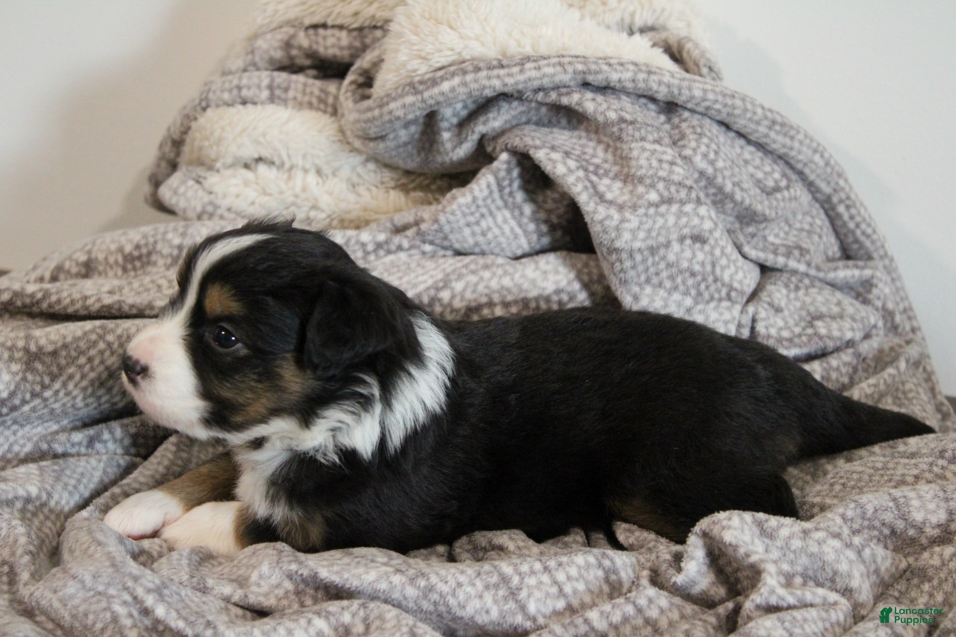 Miniature Australian Shepherd dogs Georgia - Ad 1
