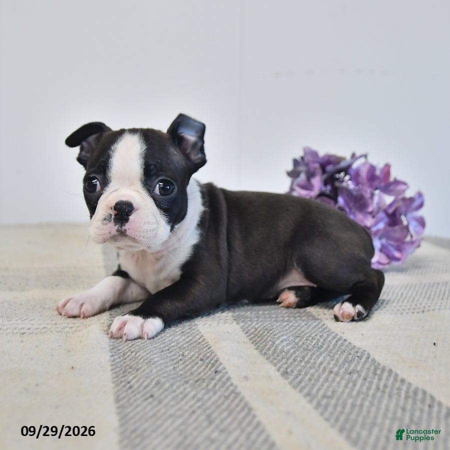 Boston Terrier dogs Harper - Ad 2