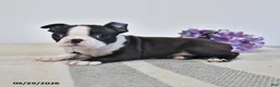 Boston Terrier dogs for sale: Harper - Ad 2