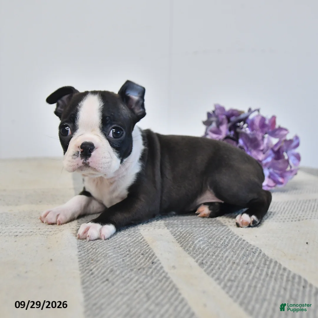 Boston Terrier dogs for sale: Harper - Ad 2