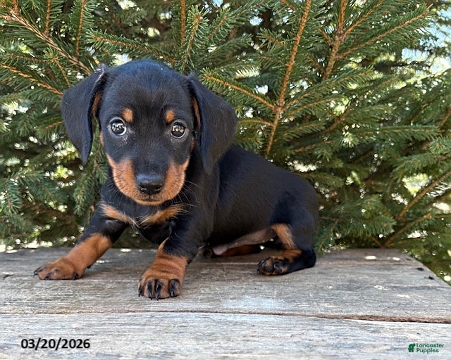 Dachshund dogs Vay - Ad 1