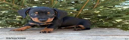 Dachshund dogs for sale: Vay - Ad 1