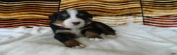Bernese Mountain Dog dogs for sale: Belle - Ad 2