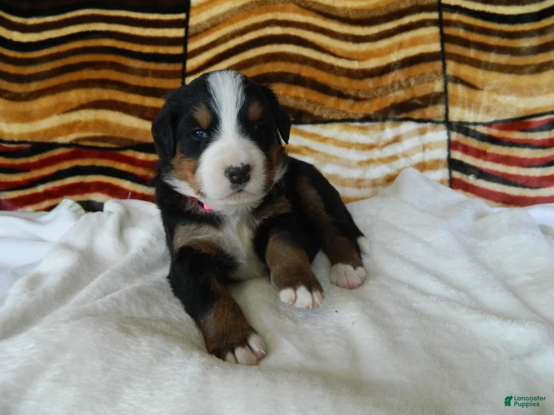 Bernese Mountain Dog dogs for sale: Belle - Ad 2