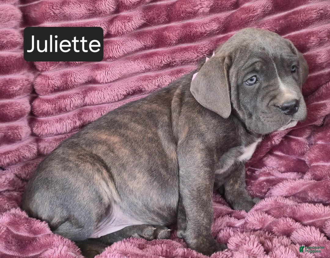 Juliette for sale in Lancaster Puppies