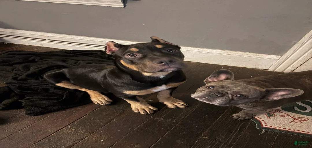 Gallery Image {{count}}