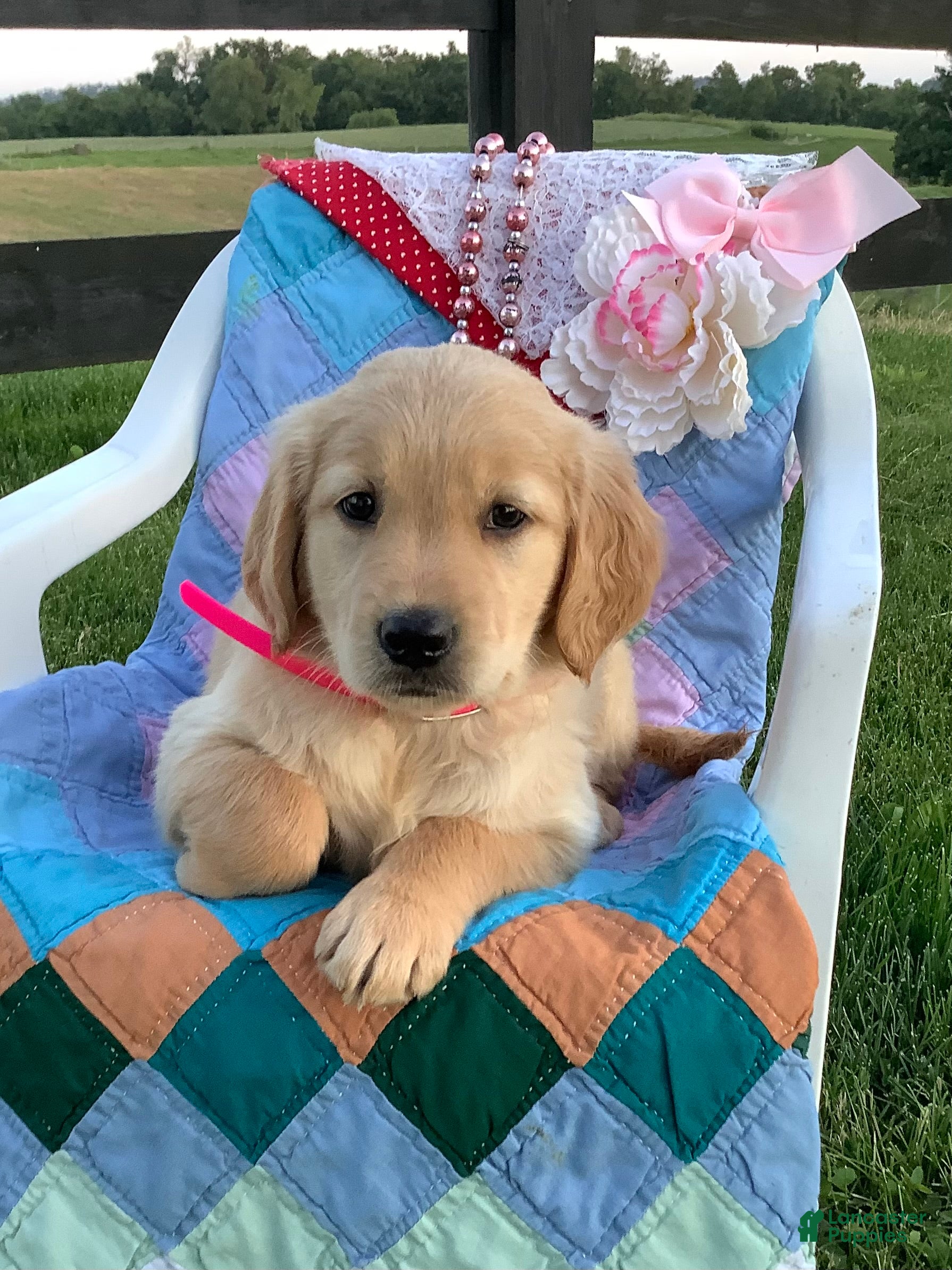 Golden Retriever dogs Golden Retriever Connie - Ad 1