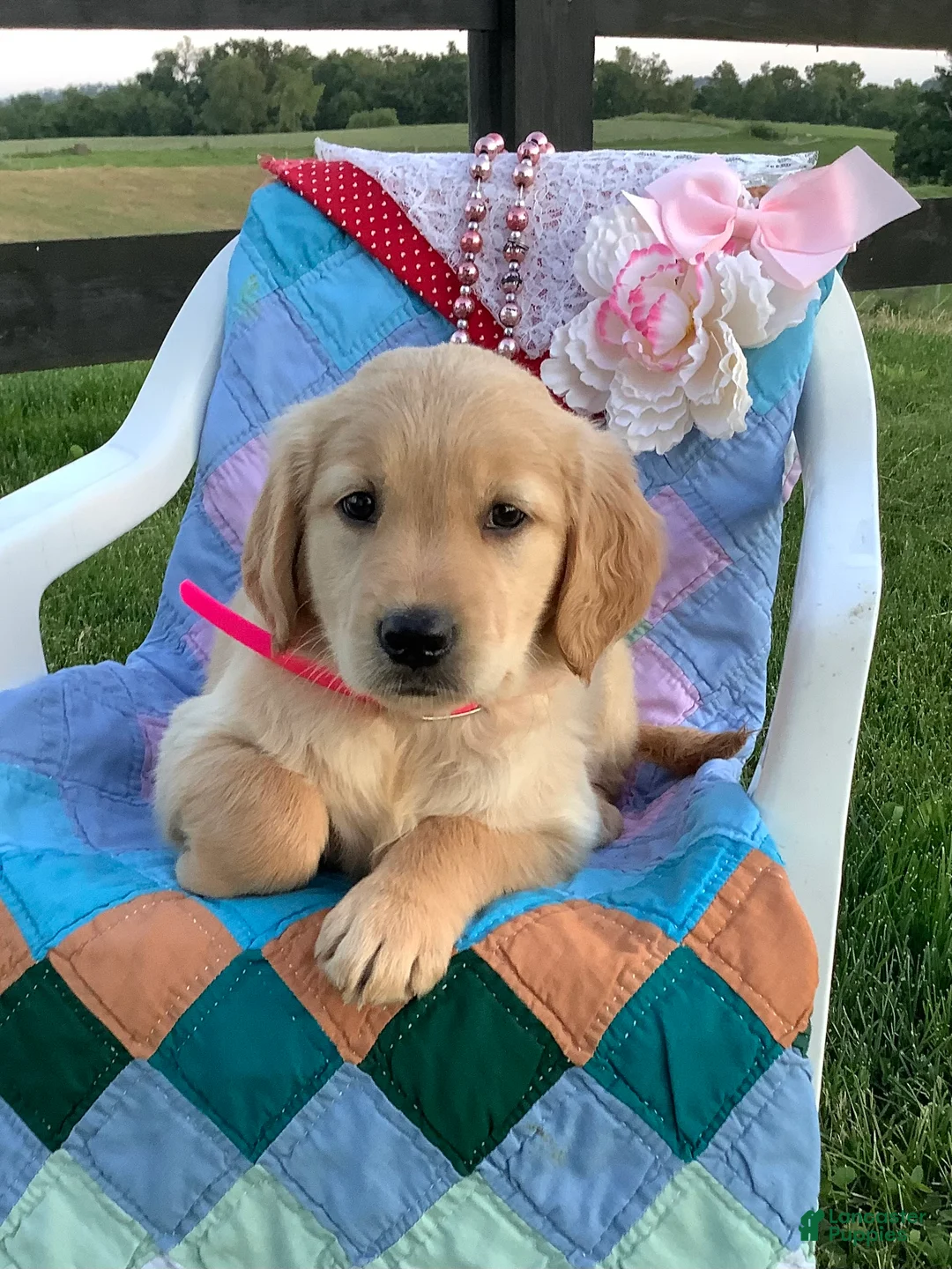 Golden Retriever dogs for sale: Golden Retriever Connie - Ad 1
