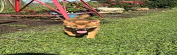 Shiba Inu dogs for sale: Keisha - Ad 6