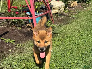 Shiba Inu dogs Keisha - Ad 33