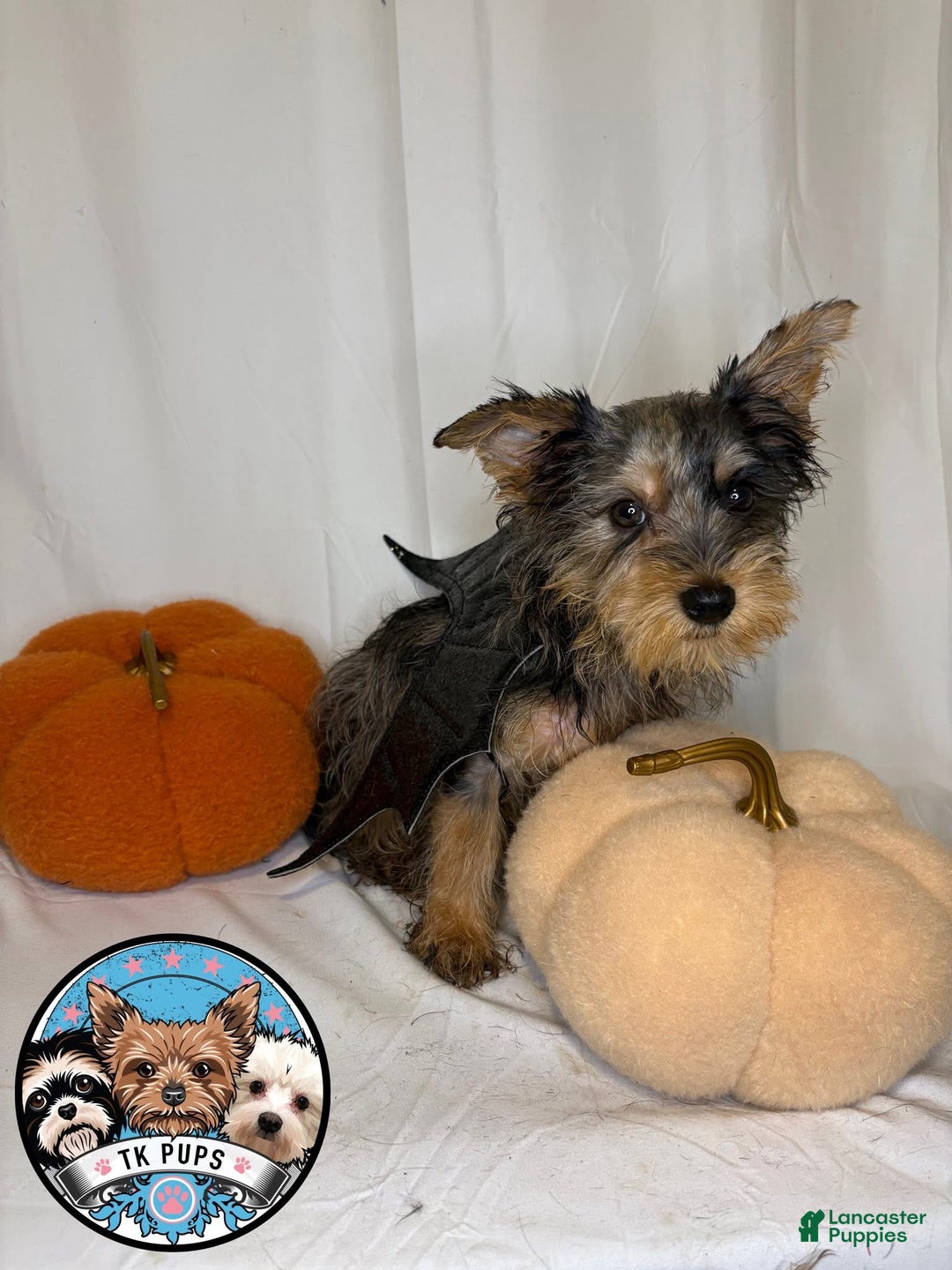 Yorkshire Terrier dogs for sale: Yorkshire Terrier Puppy 1 - Ad 3