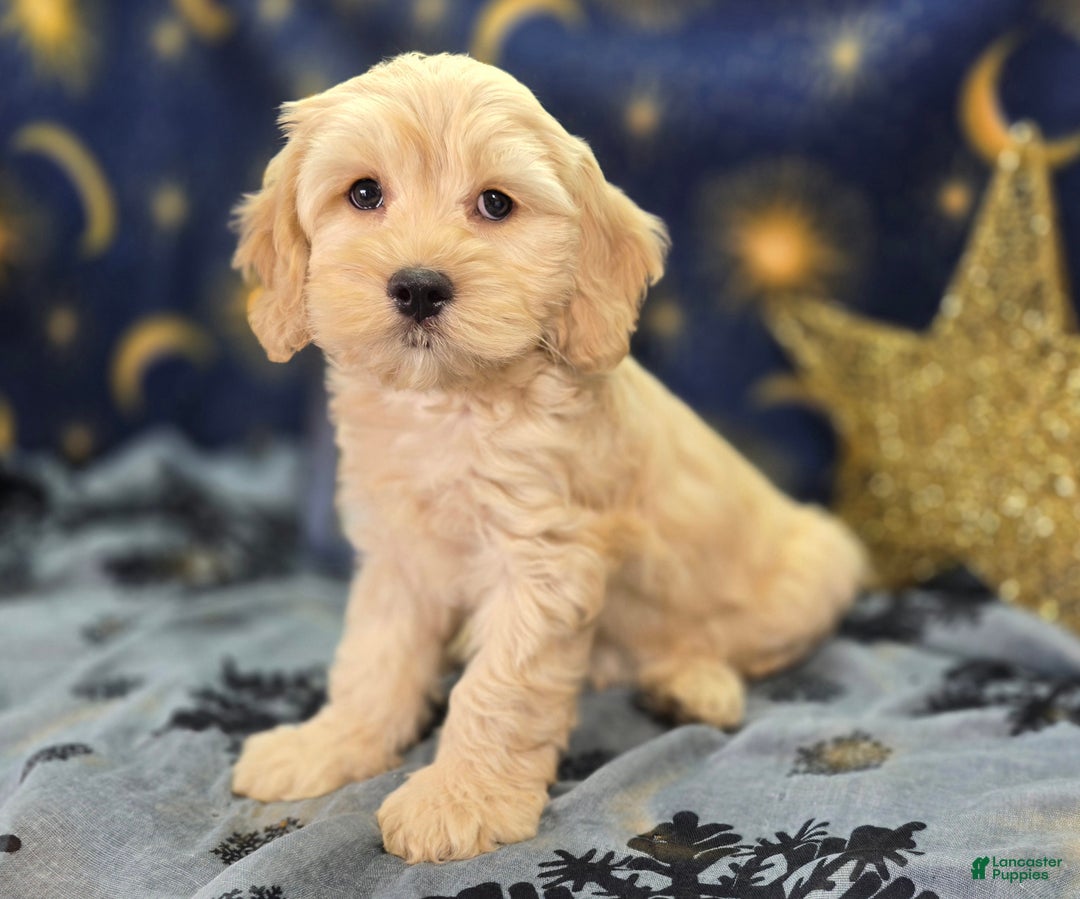 Cockapoo dogs for sale: Lieutenant Pete - Ad 11