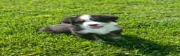 Bernese Mountain Dog dogs for sale: JJ - Ad 10