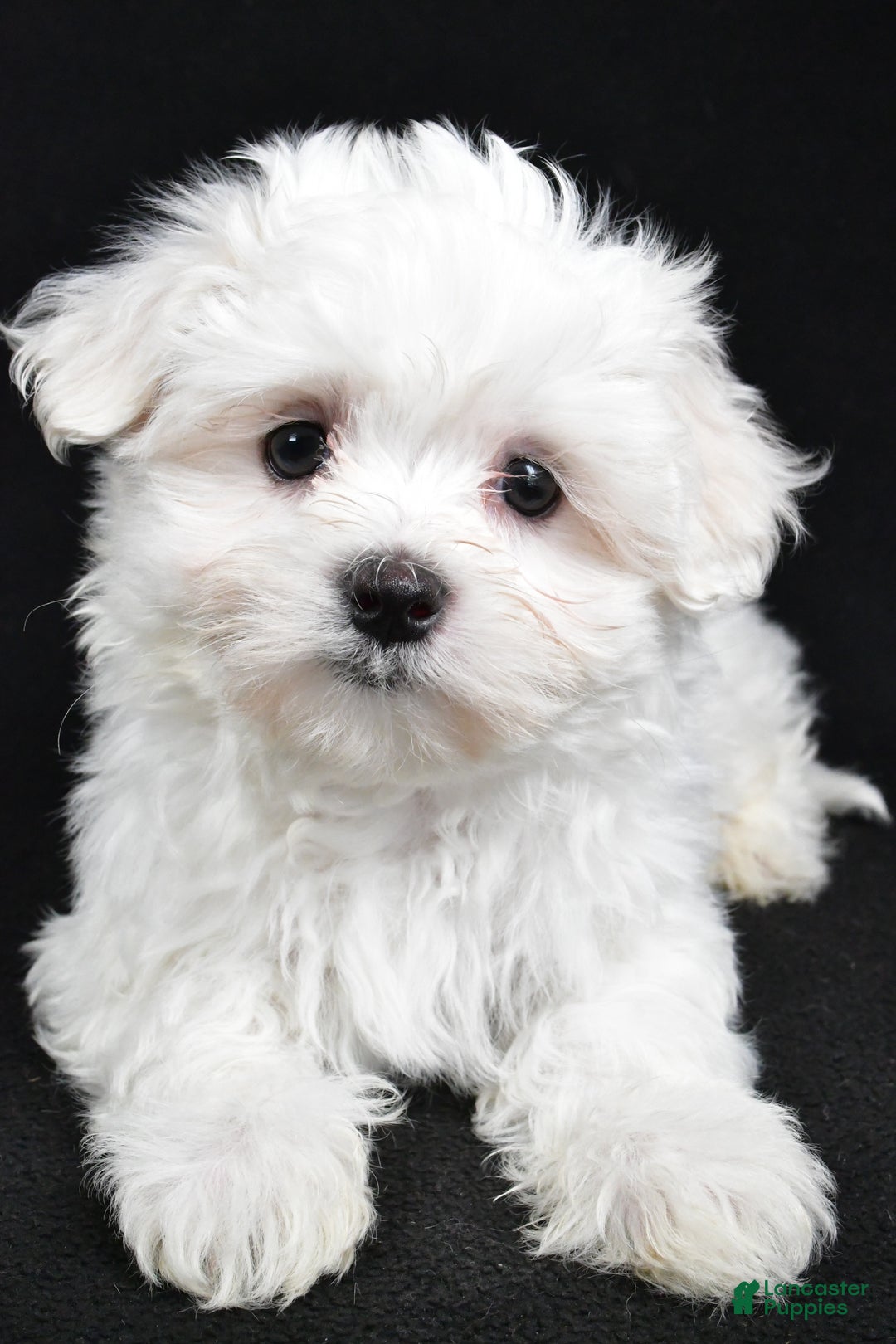 Maltese dogs for sale: Jordan - Ad 6