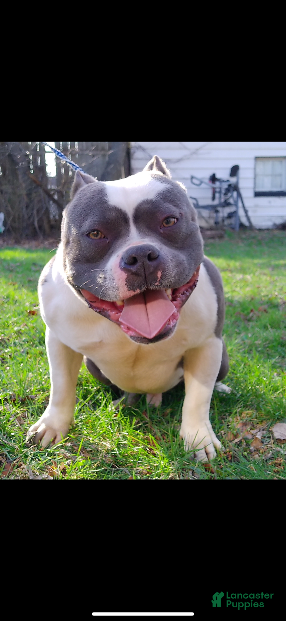 American Bully dogs Panda  - Ad 1