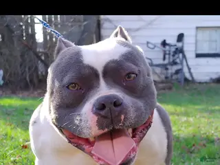 American Bully dogs for sale: Panda - Ad 3