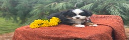 Miniature Australian Shepherd dogs for sale: Taz - Ad 16