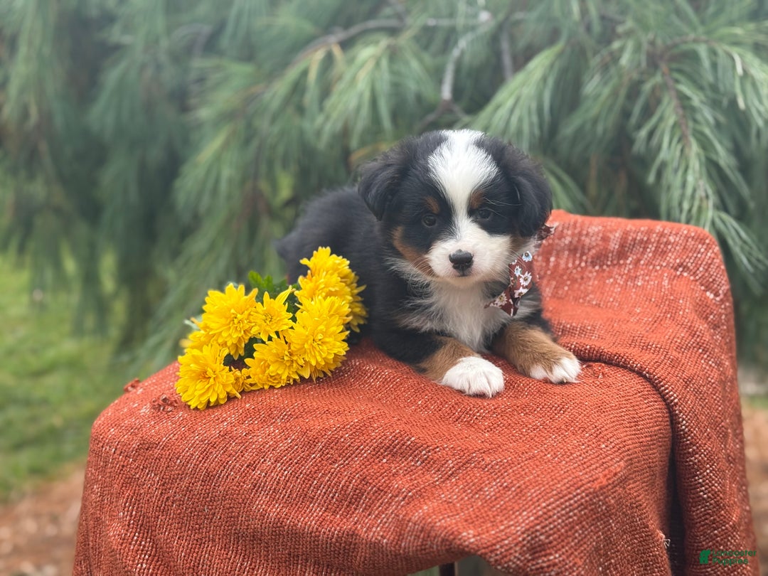 Miniature Australian Shepherd dogs for sale: Taz - Ad 16