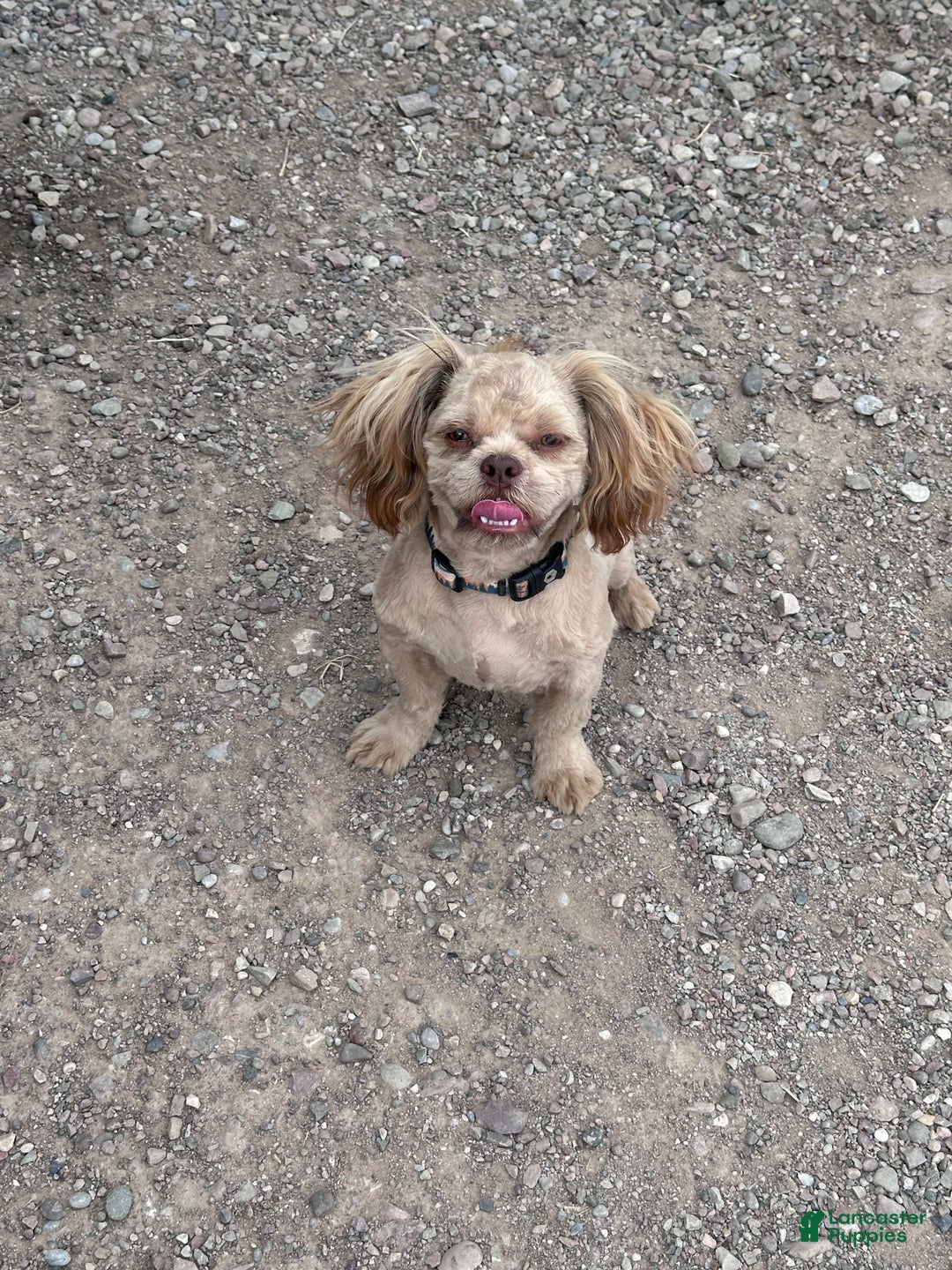 Gallery Image {{count}}