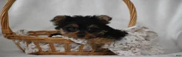 Yorkshire Terrier dogs for sale: Fairy - Ad 9