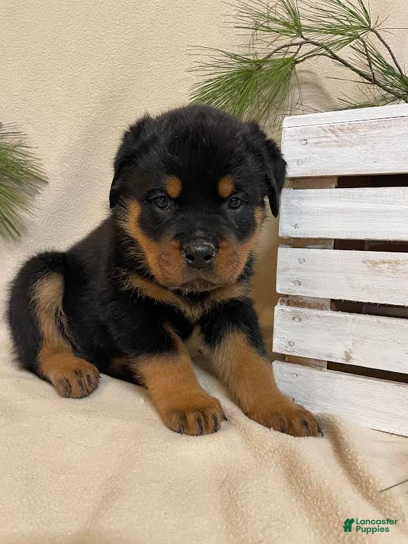 Rottweiler dogs Mr Tan  - Ad 23