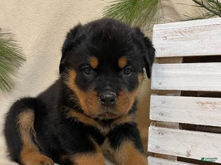 Rottweiler dogs Mr Tan - Ad 23