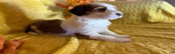 Mixed Breed dogs for sale: Bambi - Ad 3