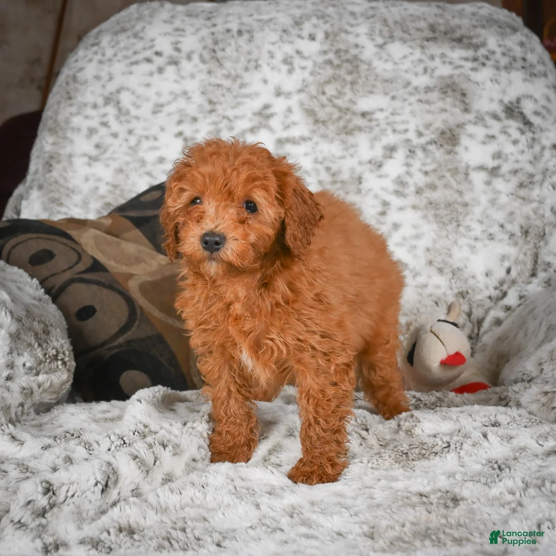 Cavapoo dogs for sale: Callie - Ad 6
