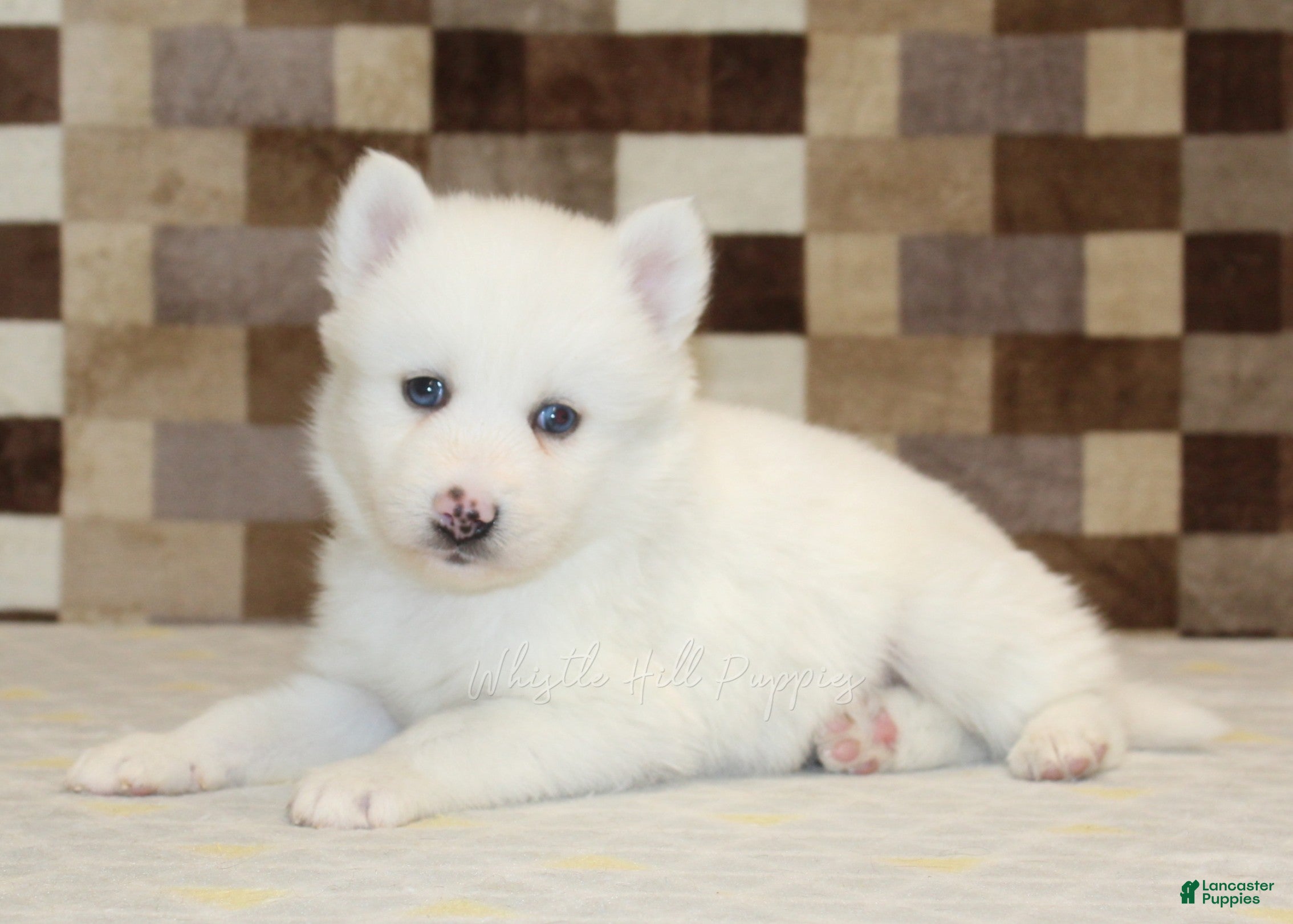 Pomsky dogs Jasper - Ad 2