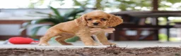 Cocker Spaniel dogs for sale: Billie - Ad 3