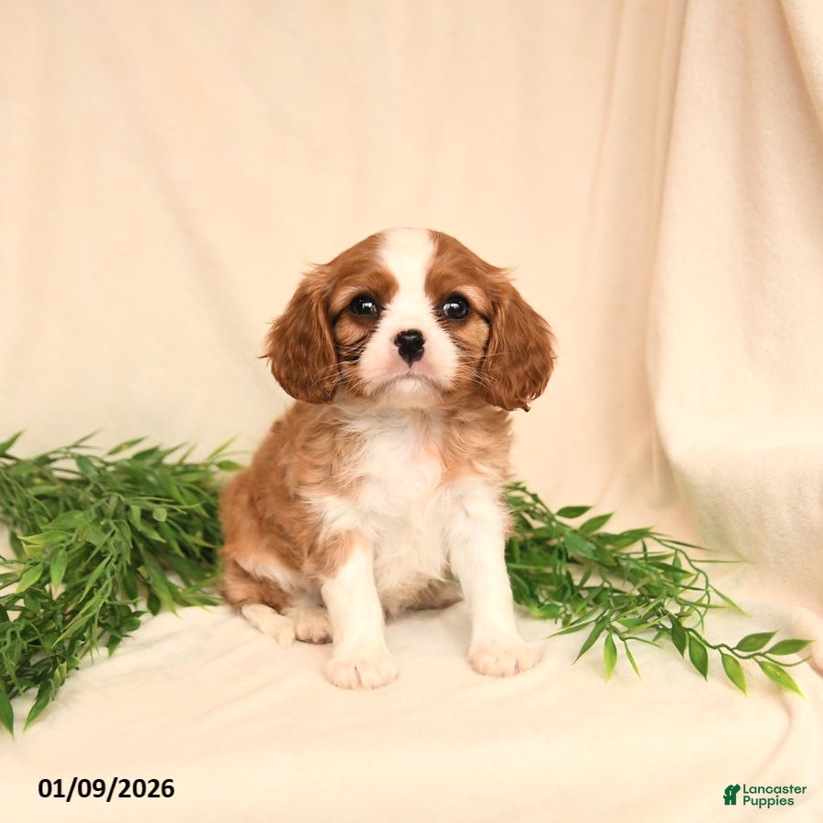 Cavalier King Charles Spaniel dogs Everett - Ad 2