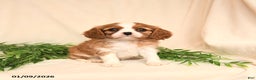 Cavalier King Charles Spaniel dogs for sale: Everett - Ad 2