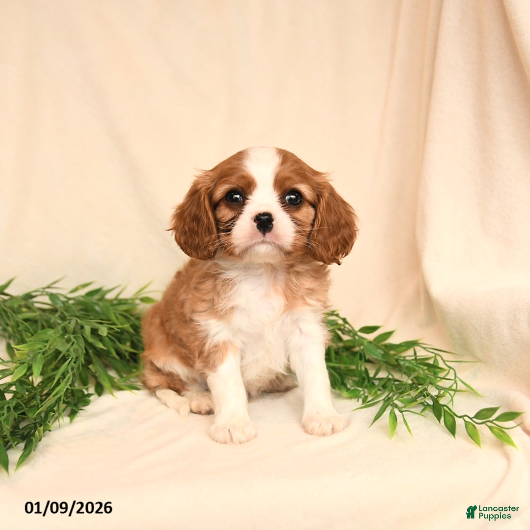 Cavalier King Charles Spaniel dogs for sale: Everett - Ad 2