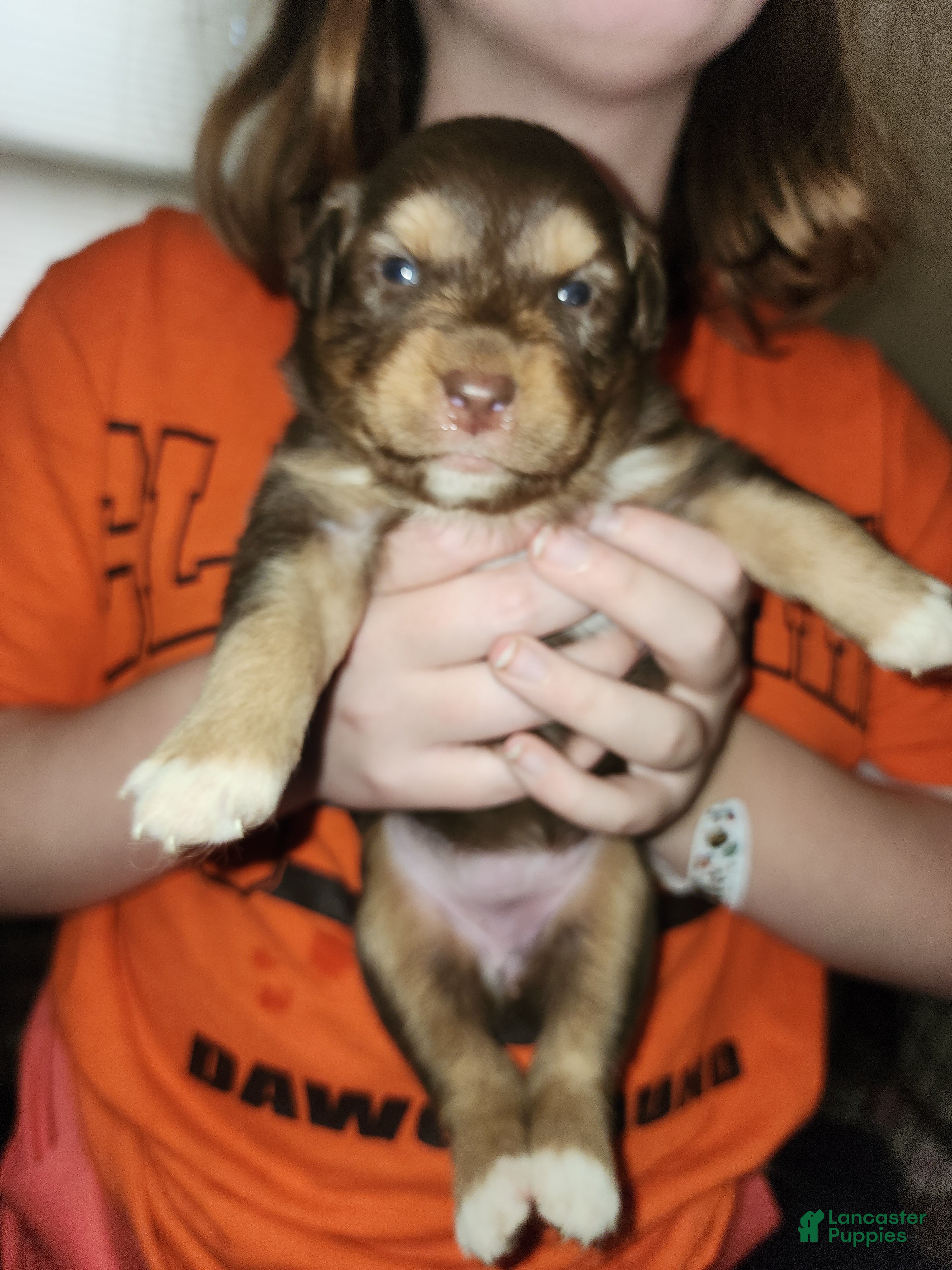 Australian Shepherd dogs Australian Shepherd Red Tri Female 2 - Ad 1