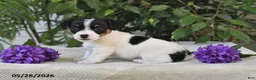 Jack Russell Terrier dogs for sale: Sage - Ad 2