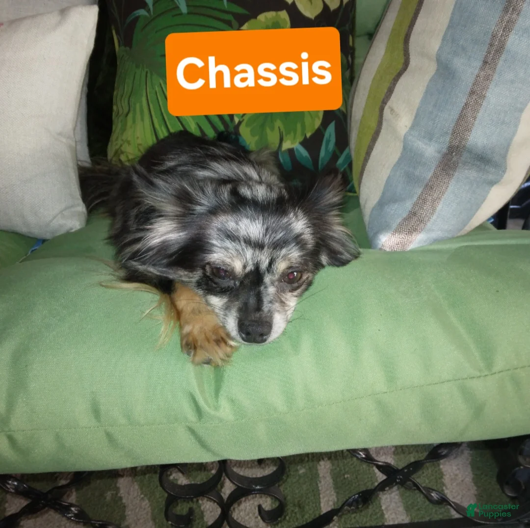 Chihuahua dogs for sale: Chihuahua Puppy 1 - Ad 7