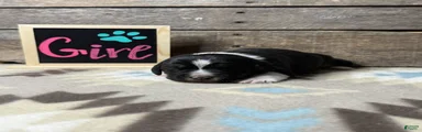 Mixed Breed Puppy 4