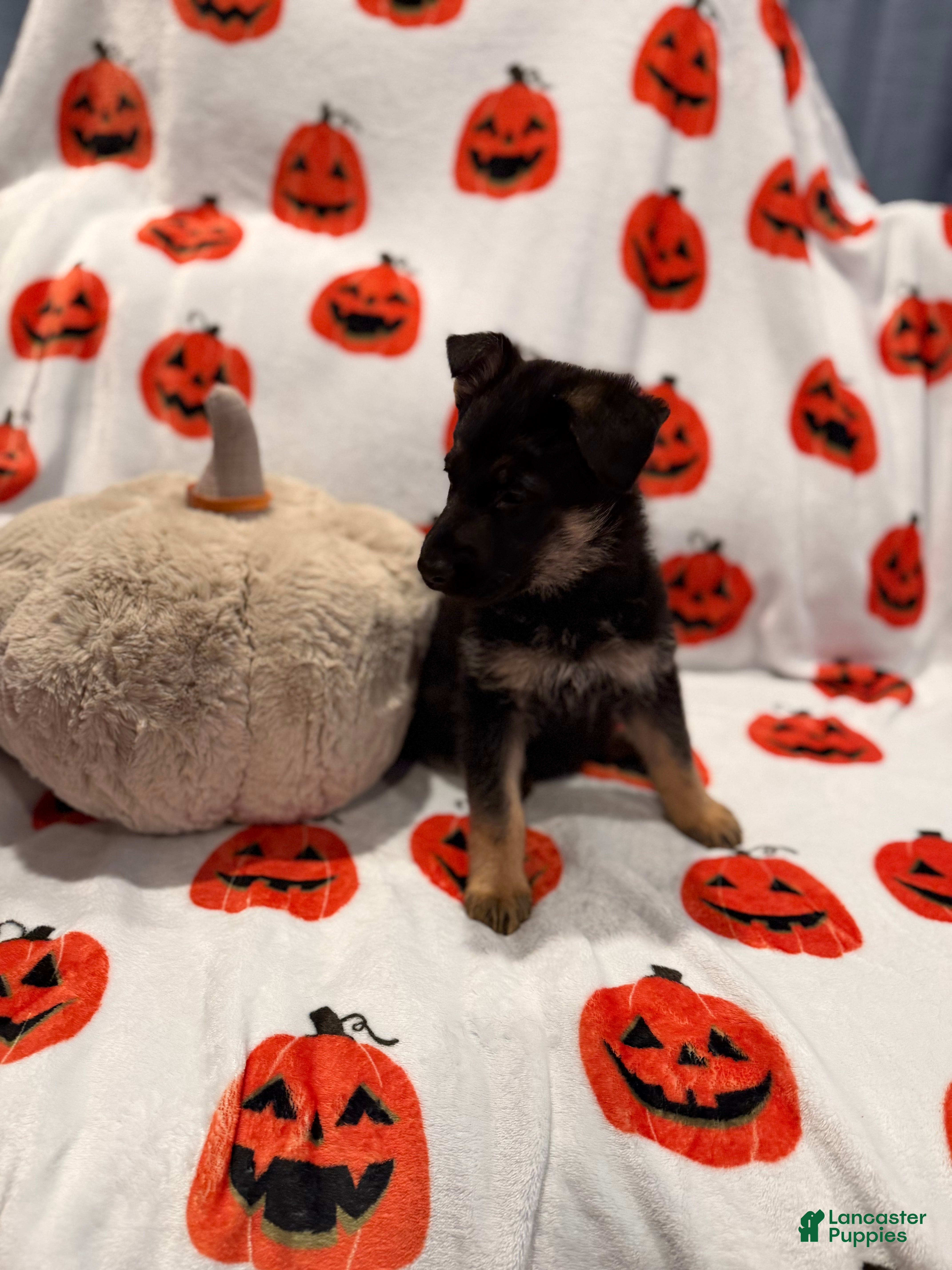 German Shepherd dogs Roxanne  - Ad 4