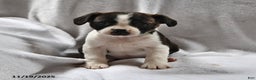 Mixed Breed dogs for sale: Dixie - Ad 2
