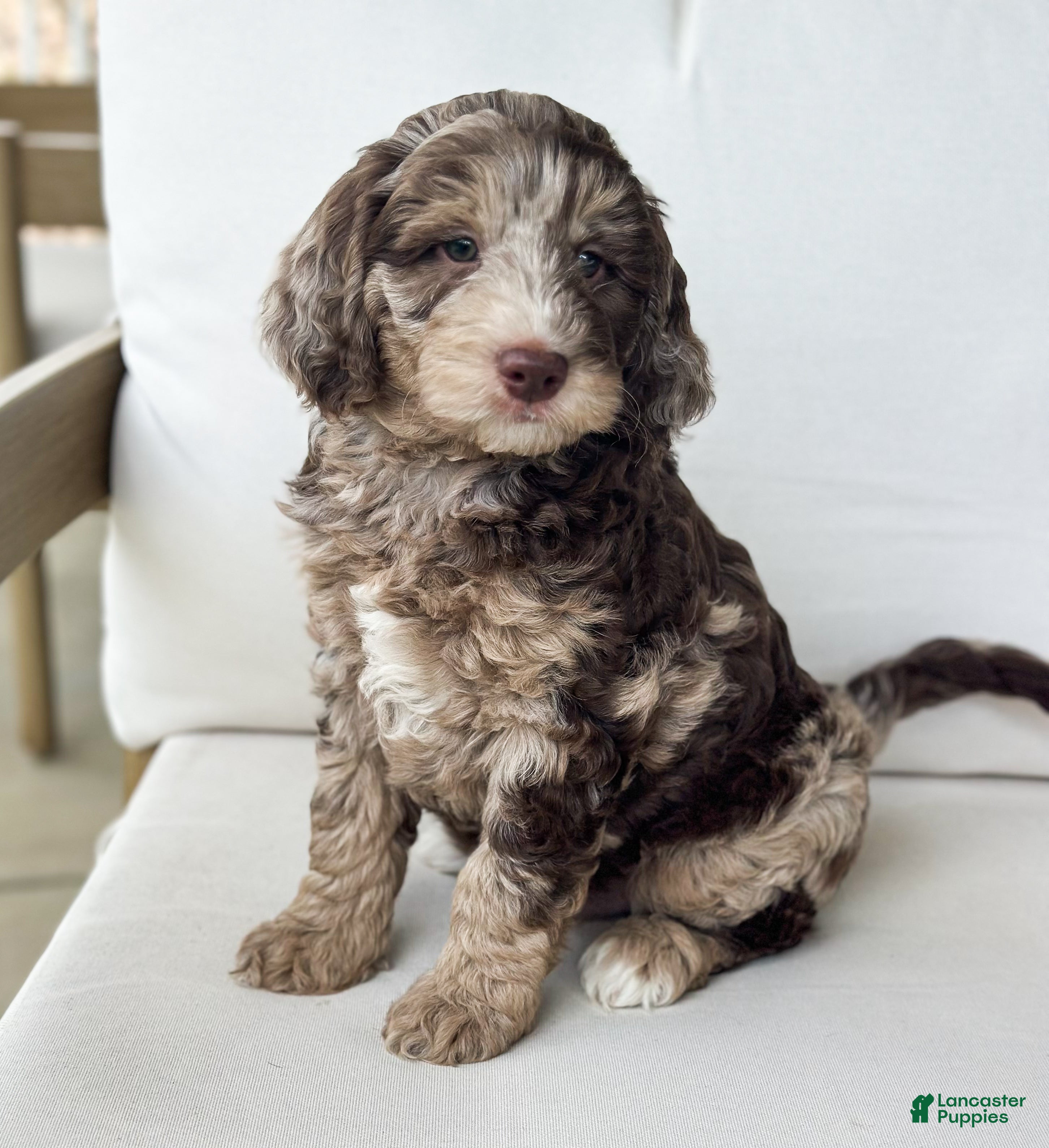 Mini Goldendoodle dogs Truffle - Ad 2